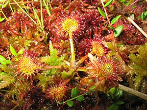 Drosera-rotundifolia