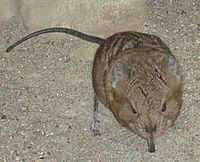 Elephantshrew