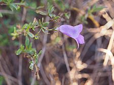 Eremophila lanceolata (flower)