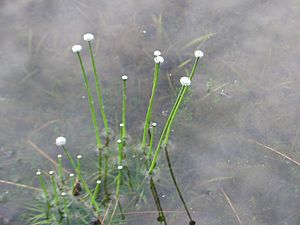 Eriocaulon aquaticum