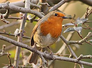 Erithacus rubecula -Leicestershire, England-8