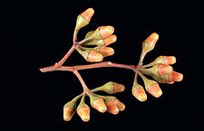 Eucalyptus albida buds