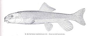 FMIB 34320 Catostomus macrochilus Grd.jpeg