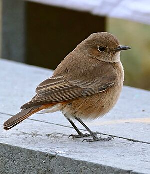 Familiar Chat (Cercomela familiaris) (32594787952).jpg