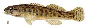 Fantail darter (Etheostoma flabellare)