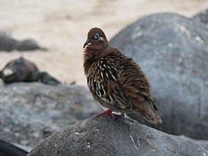 Galapagos Dove on Espanola