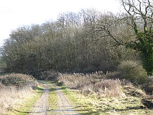 Geddington Chase SSSI 2.jpg