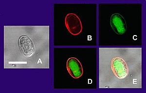 Giardia