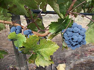 Grapes nearing ripeness