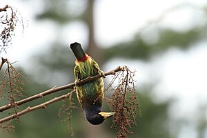 Great Barbet at Sarahan