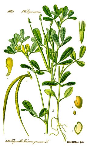 Illustration Trigonella foenum-graecum0 clean.jpg