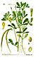 Illustration Trigonella foenum-graecum0 clean.jpg