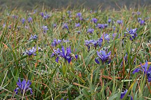 Iris douglasiana Salt Point.jpg