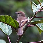 Lathrotriccus euleri Euler's Flycatcher.JPG