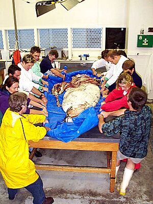 Lifting giant squid in tarp