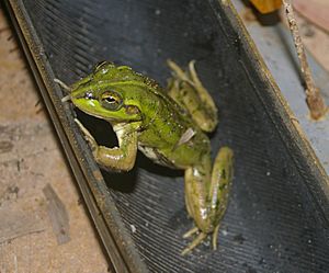 Litoria dahlii.jpg