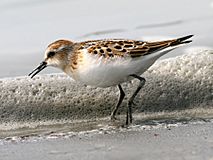 Little Stint (Calidris minuta) (1).jpg