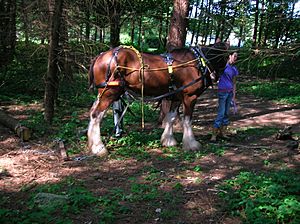 Logging in the Larch wood