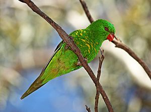 Lorikeet-scaly-breasted