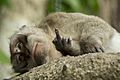 Macaque showing the middle finger