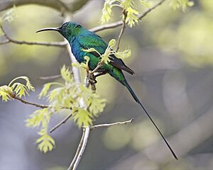 Malachite Sunbird (Nectarinia famosa) 2