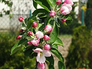 Malus sieversii.jpg