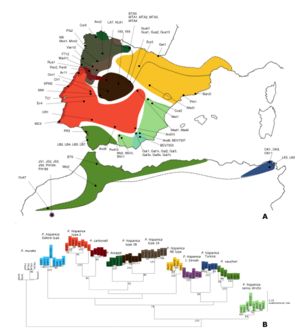 Mapa Podarcis Iberia.svg