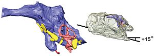 Massospondylus CT scans