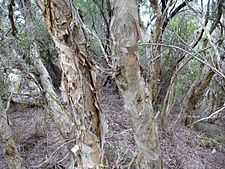 Melaleuca croxfordiae (bark)