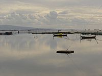 Messolonghi lagoon