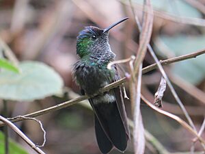 Mexican Woodnymph (14544829494).jpg