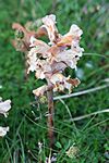 Orobanche minor-02 (xndr).jpg