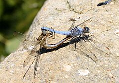 Orthetrum brunneum accouplement