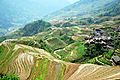 Paddy field Longsheng