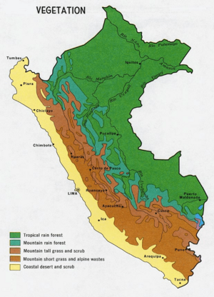 Vegetation of Peru. Mountain rainforest in blue-green.