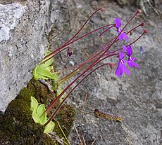 Pinguicula moranensis flowering