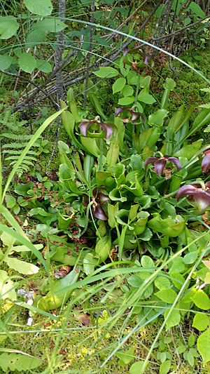 Pitchers in Volo Bog