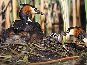 Podiceps cristatus 1 (Lukasz Lukasik)