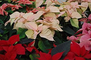 Poinsettia varieties