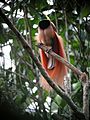 Raggiana Bird-of-Paradise wild 5.jpg