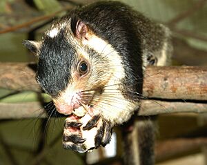 Ratufa macroura