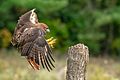 Red-tailed hawk landing