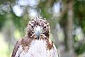 Red Tailed Hawk Stare