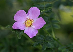 Rosa Helsinki July 2013-2.jpg