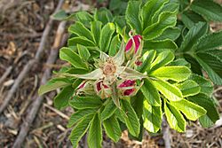 Rosa rugosa buds