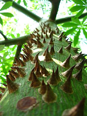 Sacred Mayan Ceiba Tree