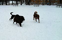 South Euclid Dog Park 2011-03-12 09.14.12