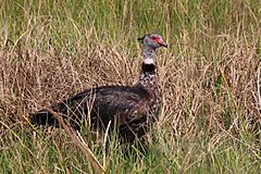 Southern screamer (Chauna torquata)