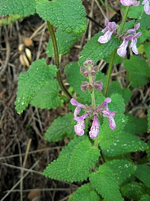 Stachys bullata.jpg