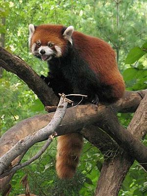 Stavenn Ailurus fulgens 00